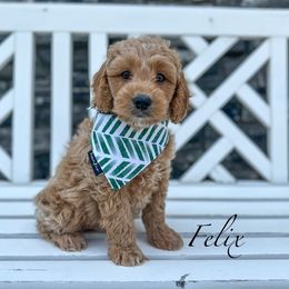 Felix - Goldendoodle puppy from JW Doodles