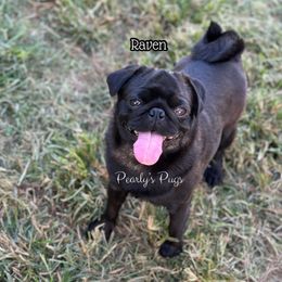Raven - Pug