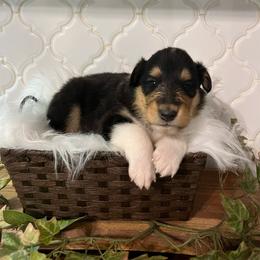 Tommy Pickels - Black white and tan male Collie puppy in Chilhowie, Virginia from Jolly Collies