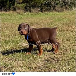 Blue collar - Red and rust male Doberman Pinscher puppy in North Judson, Indiana from Stalaris Dobermans