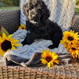 Boy THREE - Black male Poodle puppy in Detroit, Michigan from QaeQaePups LLC