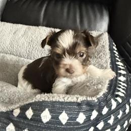 Rafiki AKC - Chocolate, tan and white male Yorkshire Terrier puppy in Labelle, Florida from Chocolate and Parti Yorkies in Florida