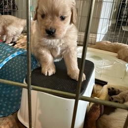 Red Boy - Golden Golden Retriever puppy in Paradise, Texas from M5 Goldens/Stephanie's Paws Unlimited