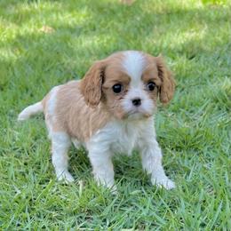 Girl 2 - female Cavalier King Charles Spaniel puppy in Diberville, Mississippi from Sophie’s AKC Cavaliers