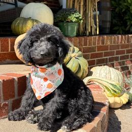 Joy - Black female Goldendoodle puppy in Portland, Tennessee from Happy_Tails_by_TJ