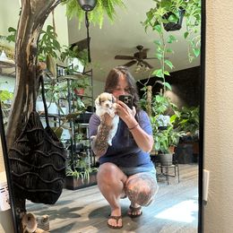 Miniature American Shepherd and Miniature Australian Shepherd Puppies from Whiskeytown Aussies