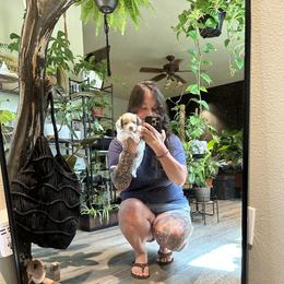 Miniature American Shepherd and Miniature Australian Shepherd Puppies from Whiskeytown Aussies