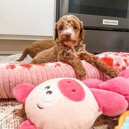 Queso - Buff female Cockapoo puppy in Beresford, South Dakota from DAKOTA DOOD RANCH