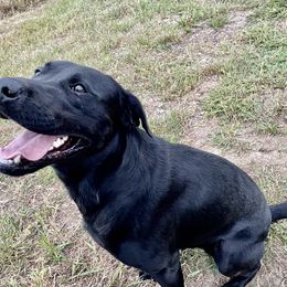 Cash - Labrador Retriever