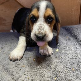 Girl 1 - Black white and brown female Basset Hound puppy in Falls City, Nebraska from Bassett Hounds & Labradors