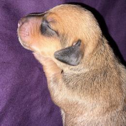 Sable cream boy 2 (buyer will name) - Cream male Dachshund puppy in Canyon Lake, Texas from M&Ms Dachshunds of Central Texas