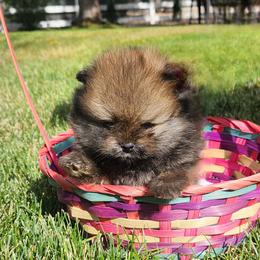 Bright Red Boy - Red male Pomeranian puppy in Broomfield, Colorado from Diamond-Pom