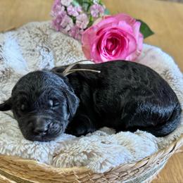 Smore- Tan Collar - Black male Goldendoodle puppy in Bay City, Texas from Charming Doods Goldendoodles