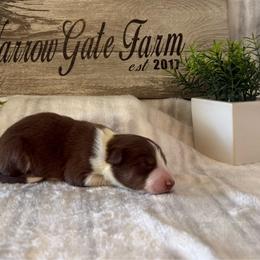 Spur - White and red male Border Collie puppy in Moody, Texas from Narrow Gate Farm