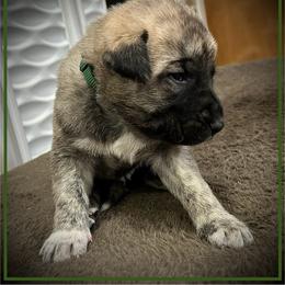 Dark Green - Brindle male Anatolian Shepherd Dog puppy in Clark, Wyoming from Fyne Acres