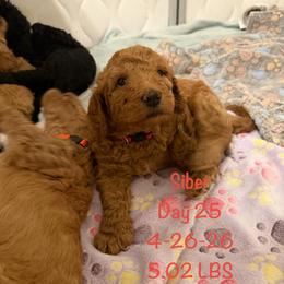 Valentine- Apricot or Red Pure Poodle, Smaller Standard Poodle - Red  male Poodle puppy in Sacramento, California from Robinsnest Poodles