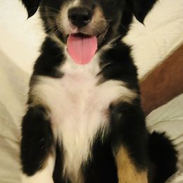 Ryder - Black & white male Australian Shepherd puppy in Pasadena, Maryland from Maple shore Aussies