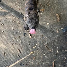 Cane Corso Puppies from TopNotch Corsos