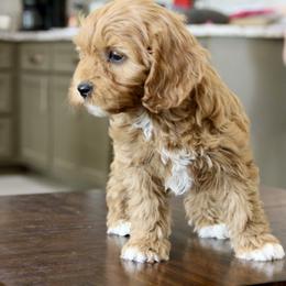 Bernedoodle and Cavapoo Puppies from Lawler’s Legacy Litters