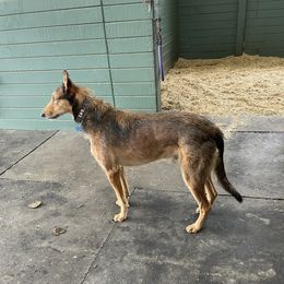 Lurch - Lurcher
