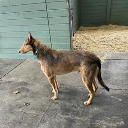 Lurch - Lurcher
