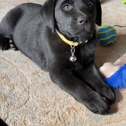 Labrador Retriever Puppies from Sula Peak Water Dogs LLC