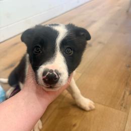 Spider - Black and white male Border Collie puppy in Taylor, Arizona from Vowell Farm Border Collies