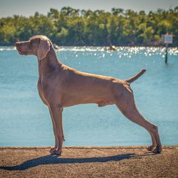 Dolphin - Weimaraner