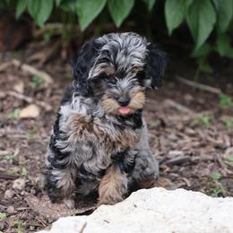 Ollie - Merle male Whoodle puppy in West Bend, Iowa from Blue Skies Terriers