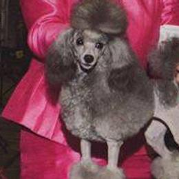 Cocker Spaniels and Poodles from Artep Toy Poodles and Cocker Spaniels