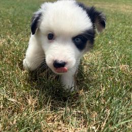 Echo - Black tri male Miniature Australian Shepherd puppy in Weatherford, Texas from F & T Aussies