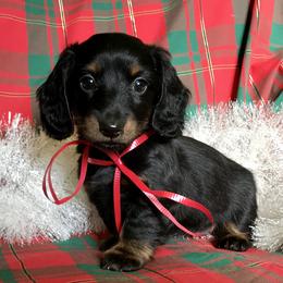 Dachshund Puppies from Hidden Haven Dachshunds