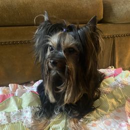 Nora - Yorkshire Terrier