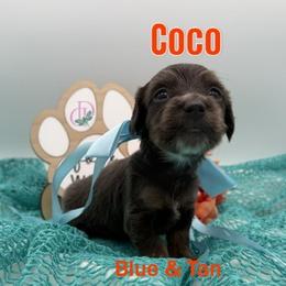 Coco - Blue and tan female Dachshund puppy in Waseca, Minnesota from Dragonfly Doxies