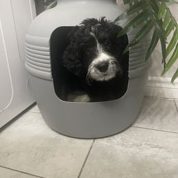 Bernedoodle Puppies from Darling Paws, LLC