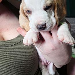Mordecai - Lemon and white male Basset Hound puppy in Bellaire, Ohio from Blessed Bassets