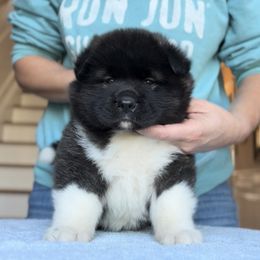 Girl 3 - Akita puppy from Main Street Akitas