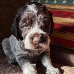 Wonder Woman - Brown and gray female Wirehaired Pointing Griffon puppy in Grangeville, Idaho from Happy Hollow Griffons
