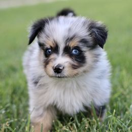 Australian Shepherd, Miniature American Shepherd, Miniature Australian Shepherd, and Toy Australian Shepherd Puppies from Painted Blue Aussies