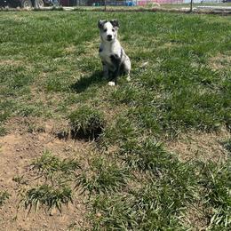 SWS Flank - Blue merle male Border Collie puppy in Caney, Kansas from South Wind Stockdogs