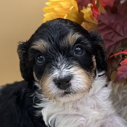 Cavapoos, Cockapoos, Goldendoodles, and Maltipoos from Loris Pampered Pooches💕