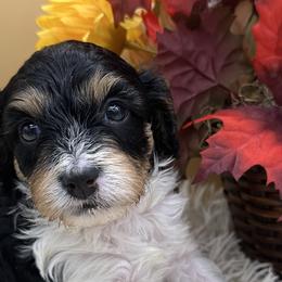 Cavapoos, Cockapoos, Goldendoodles, and Maltipoos from Loris Pampered Pooches💕