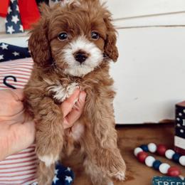 River - Red male Cavapoo puppy in Mesa, Arizona from Pedersendoodles