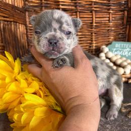 Fluffy blue merel - Blue female French Bulldog puppy in Tucson, Arizona from Furever Friends
