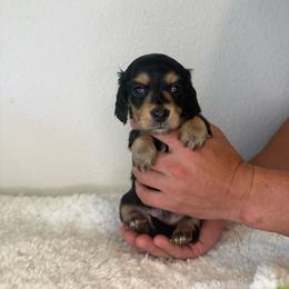 AKC Black and Cream Boy - 2,500 - Black and cream male Dachshund puppy in Fredericksburg, Texas from Goodman Dachshunds