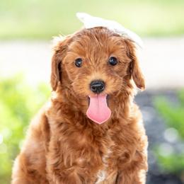 Pearl - Red  female Goldendoodle puppy in Lumberton, Mississippi from SouthernDoodlebug/ Utah Doodlebug