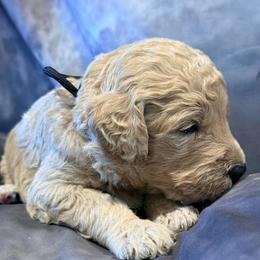 Vaughn - Cream male Goldendoodle puppy in Houston, Texas from Were The Mack'Doodles