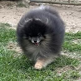 Wolfie - Blue and tan male Pomeranian puppy in Lyons, Georgia from Its a Poms Life Kennel