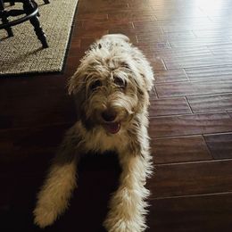 Aussiedoodle All Grown Up from Sand Hill Aussies and Doodles