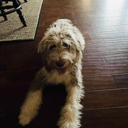 Aussiedoodle All Grown Up from Sand Hill Aussies and Doodles